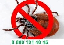 Уничтожение клещей картинка из объявления