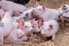 Разнорабочий на ферму картинка из объявления