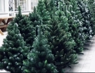 Сосна пушистая искусственная 120-240 см в объявлении 2 фото Сосна пушистая искусственная 120-240 см картинка из объявления