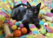 Котенок, который покорит ваше Сердце картинка из объявления