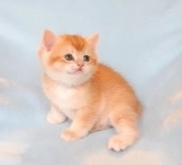 Котик золотая шиншилла ny12 в объявлении 3 фото Котик золотая шиншилла ny12 картинка из объявления