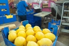 Упаковщик лимонов. Вахта картинка из объявления