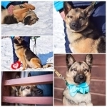 овчарку сдали в приют картинка из объявления