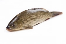 Продажа малька Карпа чешуйчатого картинка из объявления