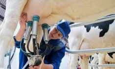 Доярка на ферму вахта с проживанием в объявлении 1 фото Доярка на ферму вахта с проживанием картинка из объявления
