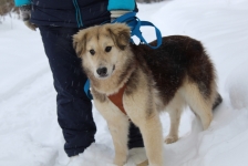 плюшевая собака очень ждет хозяина в объявлении 1 фото плюшевая собака очень ждет хозяина картинка из объявления