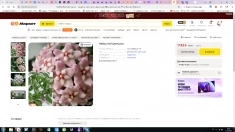 , купить растения картинка из объявления