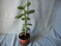 Продаю Денежное дерево (толстянка, крассула) картинка из объявления