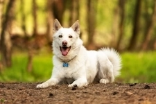 Красавчик Амир в добрые руки. картинка из объявления