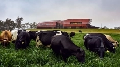 Скотник и доярка с проживанием питанием в объявлении 1 фото Скотник и доярка с проживанием питанием картинка из объявления