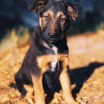 Умный щенок ищет семью в объявлении 1 фото Умный щенок ищет семью картинка из объявления