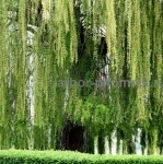 Крупномеры в Москве и Подмосковье с доставкой и посадкой картинка из объявления