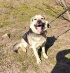 Мега-ласковый пёс Арчи в добрые руки картинка из объявления