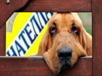 Агентство недвижимости Нателла, во Владимире. Обзоры недвижимости в объявлении 1 фото Агентство недвижимости Нателла, во Владимире. Обзоры недвижимости картинка из объявления