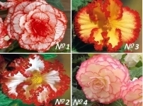 Бегонии Пикоти в объявлении 1 фото Бегонии Пикоти картинка из объявления