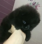 Померанский шпиц в объявлении 2 фото Померанский шпиц картинка из объявления