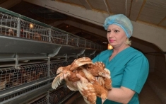 разнорабочий Птицефабрика в объявлении 1 фото разнорабочий Птицефабрика картинка из объявления