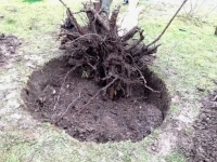 Удаление - корчевание кустарников картинка из объявления