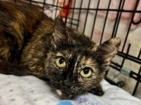 В добрые руки черепаховая кошечка Муся! картинка из объявления