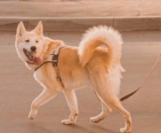 метис акиты и лайки в добрые руки в объявлении 4 фото метис акиты и лайки в добрые руки картинка из объявления