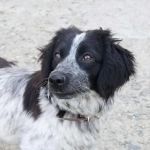 Ищет дом Клара (метис спаниеля)! в объявлении 5 фото Ищет дом Клара (метис спаниеля)! картинка из объявления