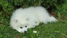 Продам щенков японского шпица в объявлении 3 фото Продам щенков японского шпица картинка из объявления