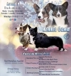 Щенки Вельш Корги Кардиган (мальчики) в объявлении 10 фото Щенки Вельш Корги Кардиган (мальчики) картинка из объявления