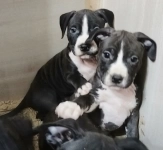 Красивые щенки Амстаффтерьера  ркф картинка из объявления