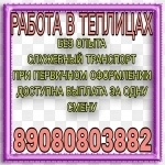 Овощевод в теплицы картинка из объявления