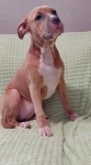 Красивая сука Амстаффтерьера 5 месяцев в объявлении 8 фото Красивая сука Амстаффтерьера 5 месяцев картинка из объявления