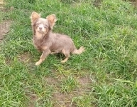 Красивые щенки Чихуахуа суки и кобели в объявлении 6 фото Красивые щенки Чихуахуа суки и кобели картинка из объявления