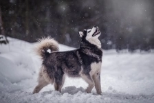 сибирская хаски Эльза ищет дом в объявлении 3 фото сибирская хаски Эльза ищет дом картинка из объявления