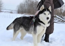 Хаски Ян ищет семью в объявлении 3 фото Хаски Ян ищет семью картинка из объявления