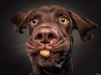 Работа для всех / Упаковщики в Тульскую обл. / РФ/СНГ / Жилье картинка из объявления