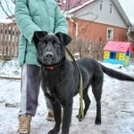 Статный 10 мес щенок Арче в добрые руки! Обожает детей! в объявлении 7 фото Статный 10 мес щенок Арче в добрые руки! Обожает детей! картинка из объявления