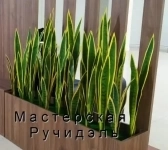 Искусственные растения для офиса, фито-композиции на заказ в объявлении 12 фото Искусственные растения для офиса, фито-композиции на заказ картинка из объявления