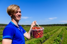 Сборщики на клубнику в объявлении 2 фото Сборщики на клубнику картинка из объявления