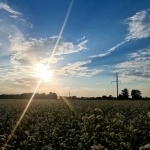 Июльский урожай ранней картошки на Алтае уже в продаже в объявлении 1 фото Июльский урожай ранней картошки на Алтае уже в продаже картинка из объявления