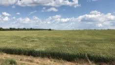 Участок 2.93 га в Ярославской области картинка из объявления