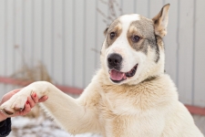 Собака отличный друг в объявлении 1 фото Собака отличный друг картинка из объявления