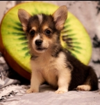 Щенки Вельш Корги Пемброк в объявлении 7 фото Щенки Вельш Корги Пемброк картинка из объявления