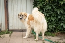 Очаровательный, интеллигентный мальчишка Бор в поисках дома! в объявлении 5 фото Очаровательный, интеллигентный мальчишка Бор в поисках дома! картинка из объявления