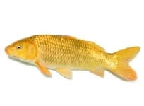 Продажа малька Карпа Кои картинка из объявления