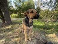 Два очаровательных дворянина и их мама ищут дом в объявлении 5 фото Два очаровательных дворянина и их мама ищут дом картинка из объявления