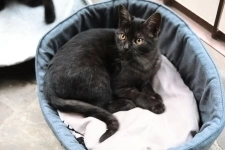 Ищут дом 2 чудесных котенка. в объявлении 7 фото Ищут дом 2 чудесных котенка. картинка из объявления