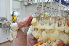 Работа Вахта Птицефабрика в объявлении 2 фото Работа Вахта Птицефабрика картинка из объявления