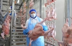 Ветеринарный врач картинка из объявления