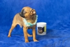 Пти брабансон шикарный мальчик в объявлении 2 фото Пти брабансон шикарный мальчик картинка из объявления