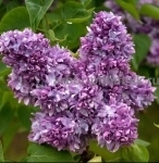 Саженцы сирени из питомника, каталог с сортами в интернет магазине в объявлении 10 фото Саженцы сирени из питомника, каталог с сортами в интернет магазине картинка из объявления