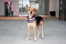 Небольшая собачка Астрид ищет дом. картинка из объявления